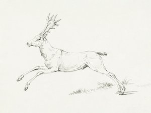 Springender Hirsch