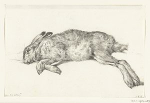 Liegender toter Hase