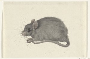Maus, nach links