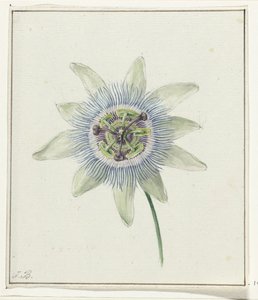 Passionsblume