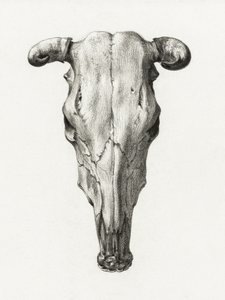 Schädel einer Kuh Vorderansicht (1816) von Jean Bernard