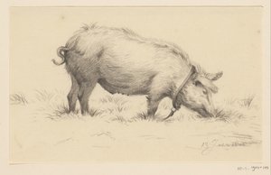 Stehendes urinierendes Schwein, nach rechts, im Gras