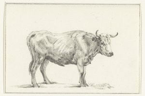 Stehender Stier, nach rechts