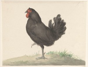 Stehendes schwarzes Huhn