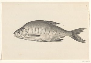 Fisch, nach links liegend, mit Einschnitten von Jean Bernard