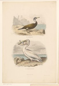 Kormoran und Weißer Pelikan