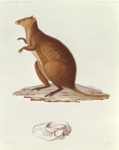 Der Wallaby oder Kurzschwanzkänguru (Setonix brachyrus) Illustration aus Voyage de la Corvette l