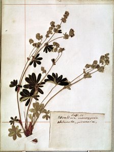 Alchemilla, aus einem Herbarium (gepresste Blumen)