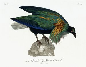 Nikobaren-Taube, 1799-1808