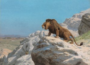Löwe auf der Lauer