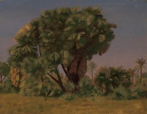 Studie von Palmen