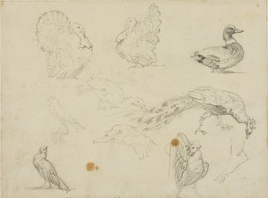 Skizzen von Geflügel von Jean Louis André Théodore Géricault