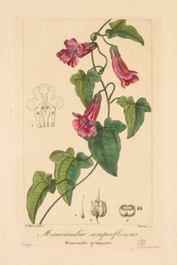 Flore des Jardiniers, Amateurs et Manufacturiers: Maurandia semperflorens von Jean Pierre Frederic Barrois