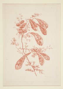 Ohne Titel (Ideale Blumen), aus einem Satz von sechs