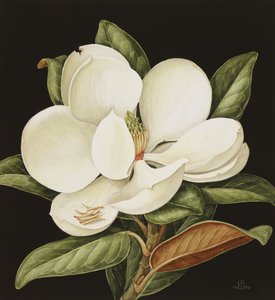 Magnolia Grandiflora, 2003 von Jenny Barron
