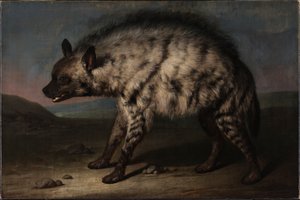 Die Hyäne im Menagerie am Schloss Frederiksberg von Jens Juel