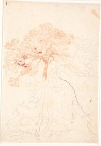 Studie von zwei großen Kiefern von Jens Juel