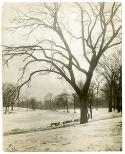 Boston Common & Froschteich, bei Baum, Boston, USA, um 1902-10 von Jessie Tarbox Beals