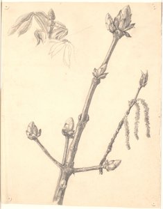 Studie eines Kastanienzweigs und Detailstudie seiner Knospe