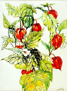 Chinesische Laterne, 2005 von Joan Thewsey