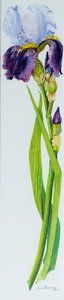 Iris mit drei Knospen