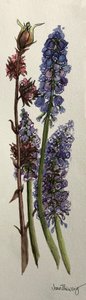 Muscari und Viburnum bodnantense