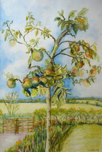 Der Apfelbaum von Joan Thewsey