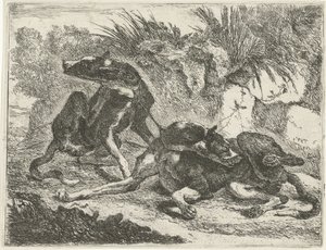 Zwei Hunde (Honden) von Joannes Fijt