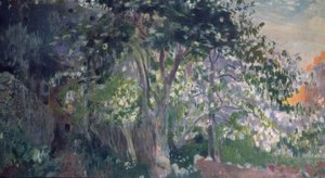 Der graue Baum, Sa Calobra, Mallorca