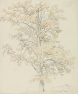 Eiche mit Herbstlaub, Milicz von Johan Christian Dahl