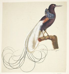 Exotischer Vogel