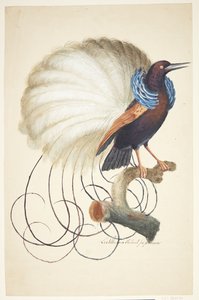 Exotischer Vogel