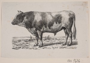 Ein Stier