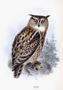 Uhu von Johan Gerard Keulemans