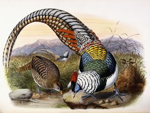 Thaumalea Amherstiae von Johan Gerard Keulemans