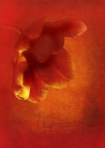 Blume in Rot