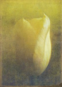 Tulpe