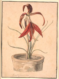 Blühende Amaryllis