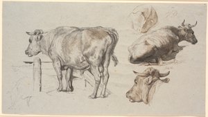 Rinderstudien. Links der Stier Graf Geert
