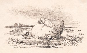 Die Küken