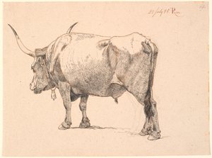Römischer Stier mit Glocke um den Hals, schräg von hinten gesehen
