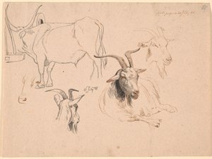 Studie eines Ochsen und zwei Studien von Ziegenköpfen sowie eine von einer liegenden Ziege von Johan Thomas Lundbye