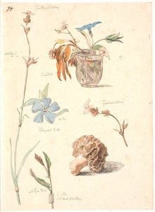 Studienblatt mit Blumen und Pflanzen