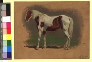 Pferdestudie von Johann Adam Klein