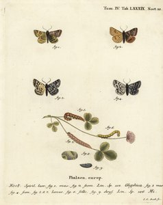 Burnet-Begleitmotte, Euclidia glyphica 1,2, und die Mutter Shipton-Motte, Euclidia mi, 3-9. Handkolorierter Kupferstich von Johann Carl Bock nach Eugenius Johann Christoph Espers Die Schmetterlinge in Abbildungen nach der Natur, Erlangen