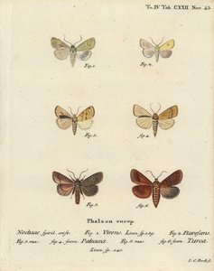 Burren-Grün, Calamia tridens 1, Gelb, Xanthia icteritia 2, Winkelstreifen-Gelb, Enargia paleacea 3,4, und Doppellinie, Mythimna turca 5,6. Handkolorierte Kupferstichgravur von Johann Carl Bock nach Eugenius Johann Christoph Espers Die Schmetterlinge