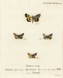 Catocala Hymenaea, Amerila Puella und Isturgia Famula Motten von Johann Carl Bock