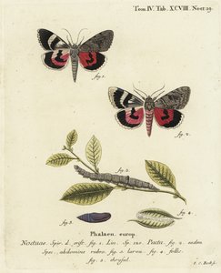 Catocala pacta Motte. Handkolorierter Kupferstich von Johann Carl Bock nach Eugenius Johann Christoph Espers Die Schmetterlinge in Abbildungen nach der Natur, Erlangen