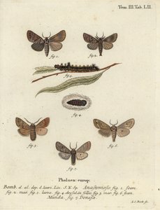Clostera anastomosis und Nudaria mundana.