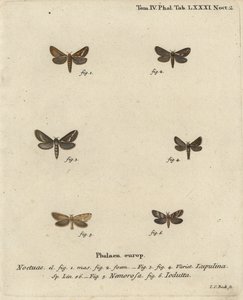 Gemeine Schnellmotte, Korscheltellus Lupulina, Goldene Schnellmotte, Phymatopus Hecta und Pharmacis Carna von Johann Carl Bock